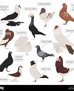 Image result for Pigeon with Raised Tail