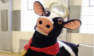 Image result for Panto Cow