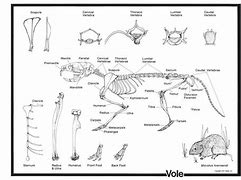 Image result for Voles Bone Diagram