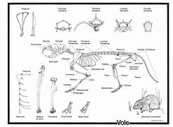 Image result for Vole Femur