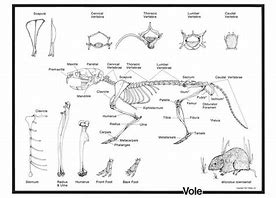 Image result for Vole Anatomy Model