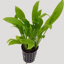 Image result for Tufty Plants