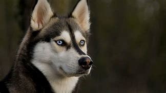 Image result for Husky Iberico