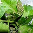 Image result for Bouquet De Garni