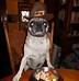 Image result for Thanksgiving Puglie Pug