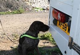 Image result for Explosive Detection Dog Cool Picture