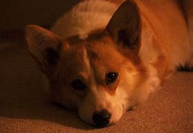 Image result for Sad Corgi