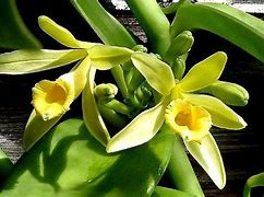 Image result for Vanilla Orchid South America