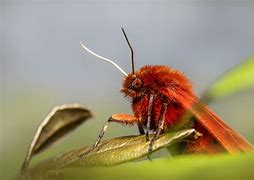 Image result for Tiger Moth Insect