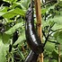 Image result for Black Eggplant