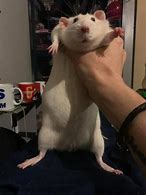 Image result for Rat in Hand Meme