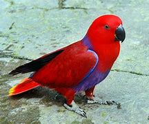 Image result for Burung Nuri Merah