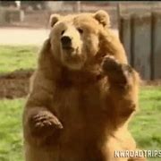 Image result for The Bear FX GIF