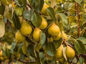 Image result for Pear Chirava