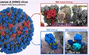 Image result for Influenza Virus Proteins