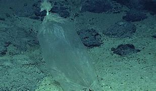 Image result for The Bottom of the Mariana Trench