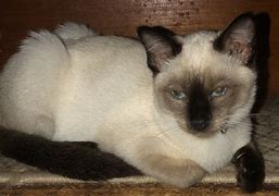 Image result for Siamese Cats Animal