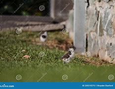 Image result for Masked Lapwing Baby