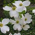 Image result for Flowering Dogwood Roots