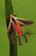 Image result for Creatonotos Gangis Moth