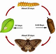 Image result for Box Moth Life Cycle