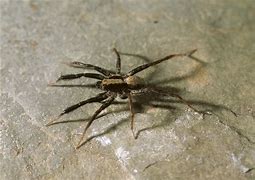 Image result for Wolf Spider Ohio