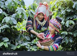 Image result for Hill City Coffee Forest