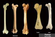 Image result for Bone Identification Lab Examples