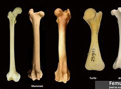 Image result for Male and Female Bone Identification