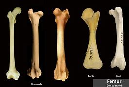 Image result for Bone Identification Separate