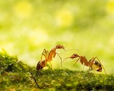 Image result for Crazy Ants