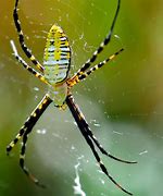 Image result for 4 Eyed Spider