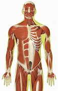 Image result for Image Showing Skeleton and Muscles