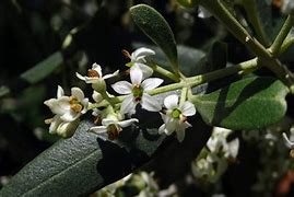 Image result for Olive Flower