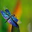 Image result for Dragonfly Fly