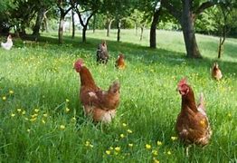 Image result for Chicken Omnivore