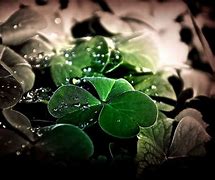 Image result for Lucky Wallpaper 4K