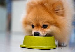 Image result for Puppy Eating Food