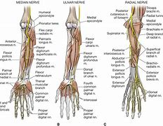 Image result for Hand Nerve Innervation