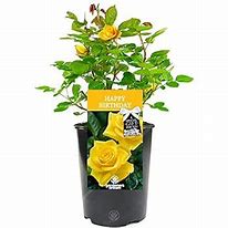 Image result for 70th Birthday Rose Plant