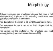 Image result for Contoh Virus Orthomyxoviridae