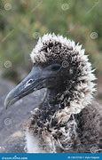 Image result for Fluffy Baby Albatross