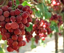 Image result for Hardy Table Grape