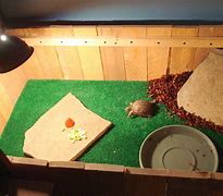 Image result for Baby Box Turtle Habitat