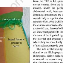 Image result for Ilioinguinal Nerve Sensory