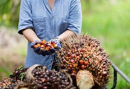 Image result for KELAPA SAWIT Jengka