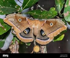 Image result for Female Polyphemus Moth