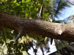 Image result for Key Lime Tree Thorns