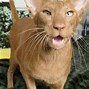 Image result for Siamese Cats Animal