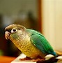 Image result for Conure Bird Pic